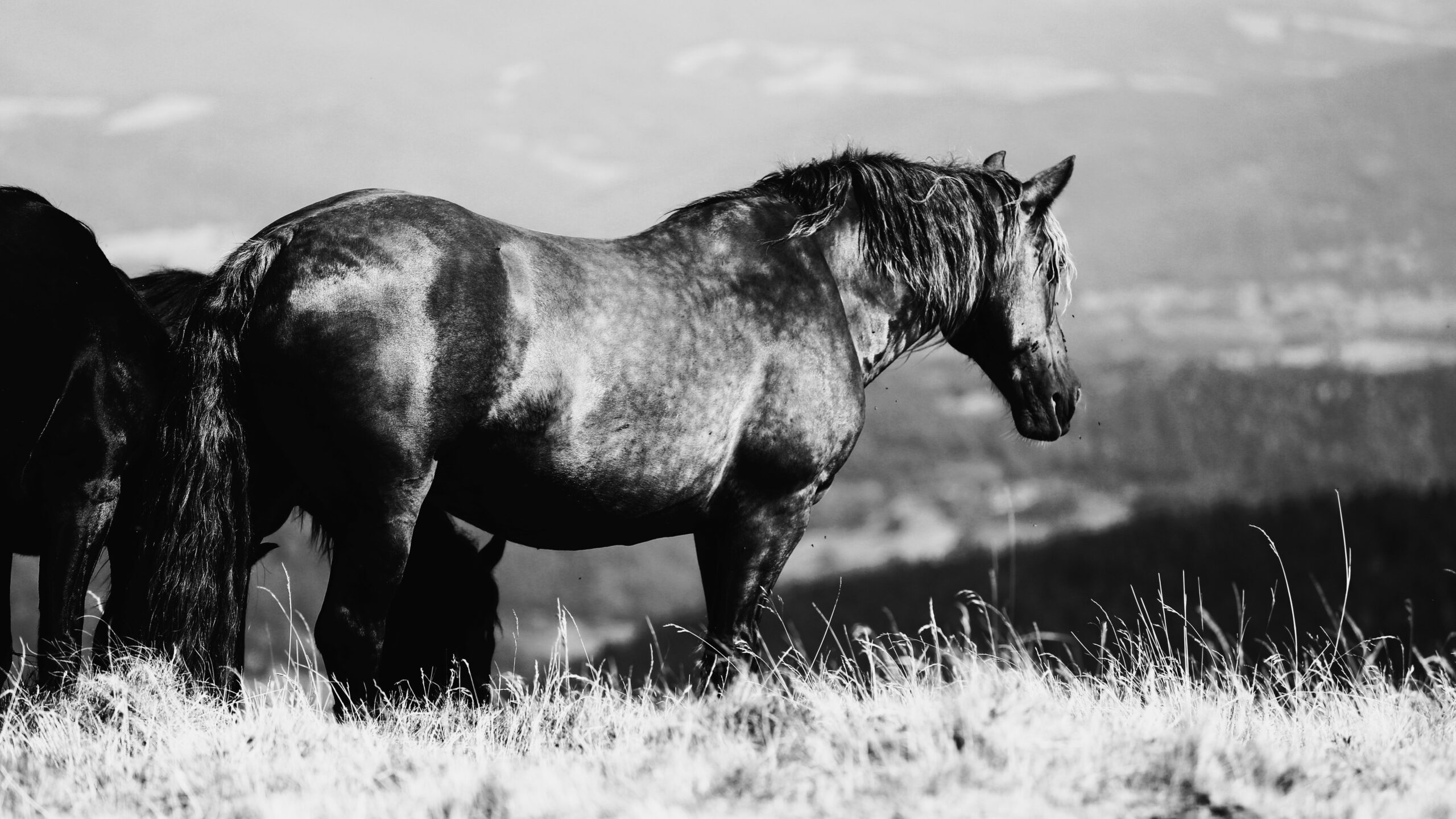 ANIMIX 31 – Photographe artistique animalier à Toulouse